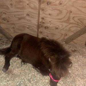 Meet your Posher, Minnie